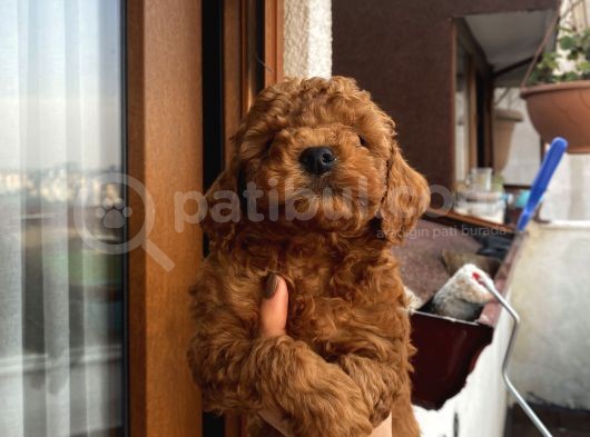 Sağlık Ve Irk Garantili Poodle Bebekler Evden görsel