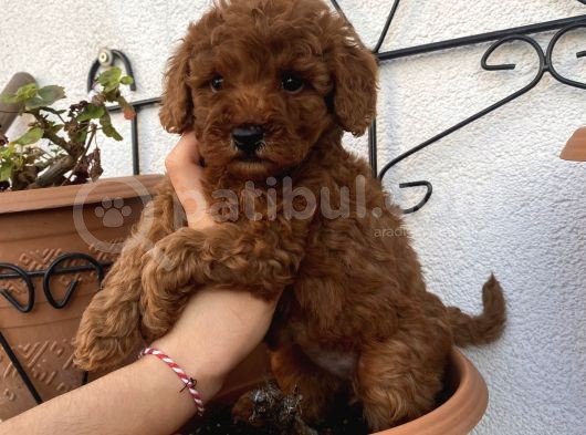 Aşılı Pasaportlu Toypoodle Bebekler görsel