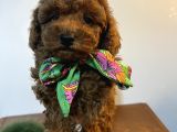 Gerçek Red Brown Toy Poodle Bebekler
