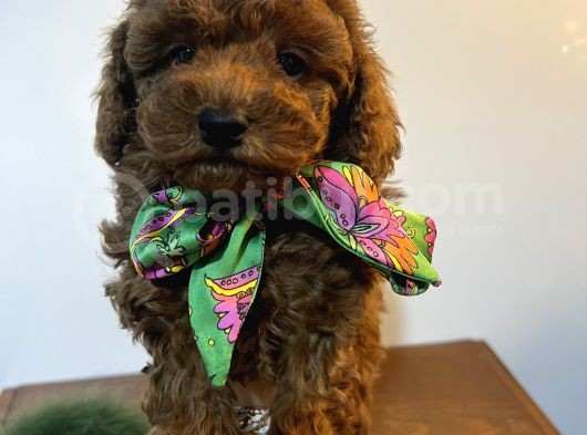 Gerçek Red Brown Toy Poodle Bebekler görsel