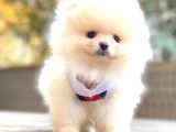 TEDDY BEAR POMERANİAN