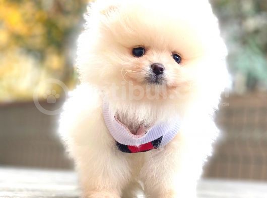 Teddy Bear Pomerani̇an