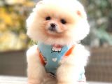 Teddy Face Pomerani̇an Krem