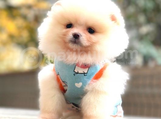 Teddy Face Pomerani̇an Krem görsel