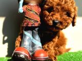Kaniş Gerçek Toy Poodle Kızıl Safkan Orjinal Garantili