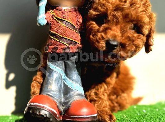 Kaniş Gerçek Toy Poodle Kızıl Safkan Orjinal Garantili görsel