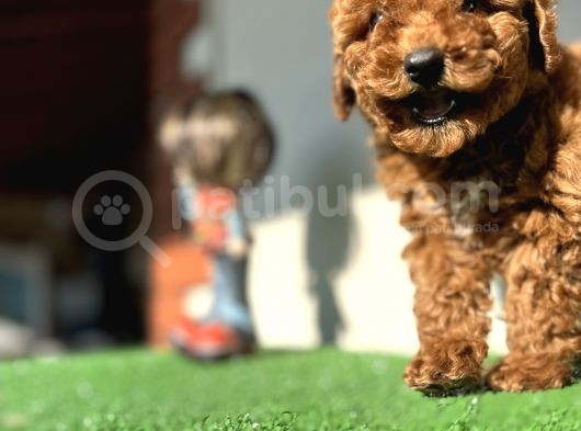 Kaniş Gerçek Toy Poodle Kızıl Safkan Orjinal Garantili