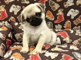 BASIK SURAT PUG YAVRULARI