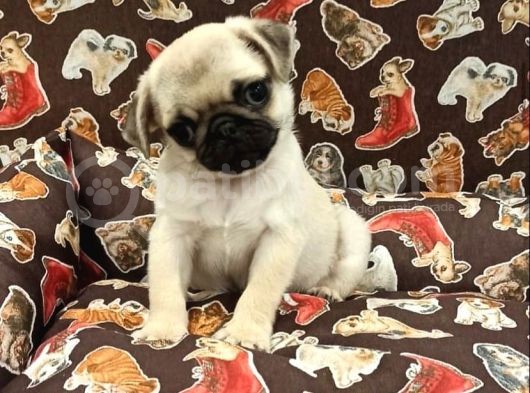 Basik Surat Pug Yavrulari
