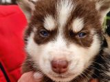 Husky Yavrular