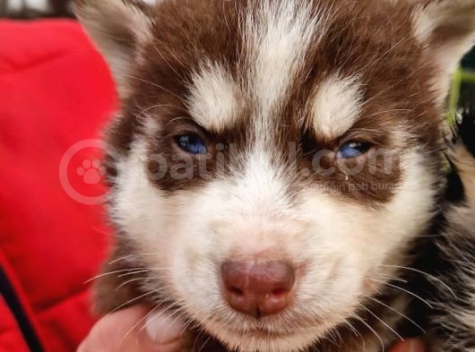 Husky Yavrular görsel