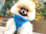 Orange Pomerani̇an Boo Erkek