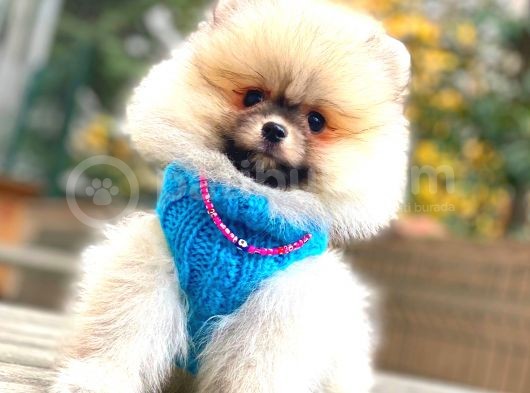Orange Pomerani̇an Boo Erkek görsel