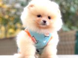 Teddy Face Pomerani̇an Krem
