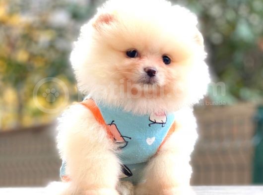 Teddy Face Pomerani̇an Krem görsel