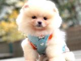 TEDDY FACE POMERANİAN KREM