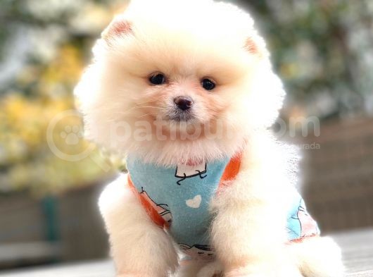 Teddy Face Pomerani̇an Krem