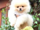Kusursuz Karbeyaz Erkek Pomerani̇an Boo