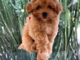 Muhteşem Kalite Maltipoo Yavruları