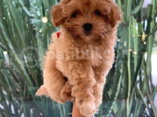 Muhteşem Kalite Maltipoo Yavruları