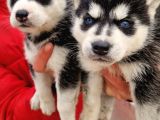 Husky yavrular