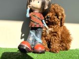 Kaniş Gerçek Toy Poodle Kızıl Safkan Orjinal Garantili