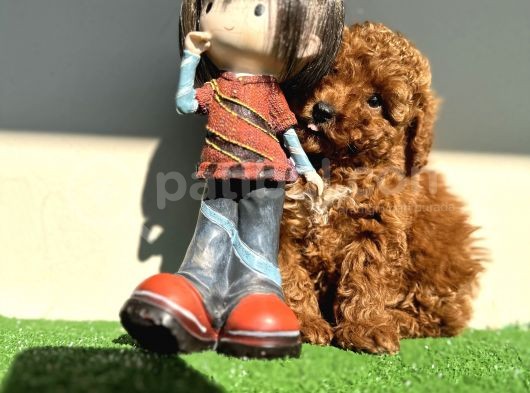 Kaniş Gerçek Toy Poodle Kızıl Safkan Orjinal Garantili görsel