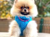 Orange Pomerani̇an Boo Erkek