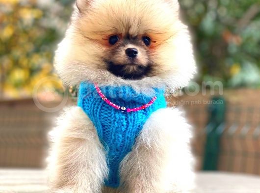 Orange Pomerani̇an Boo Erkek görsel