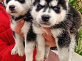 Husky Yavrular