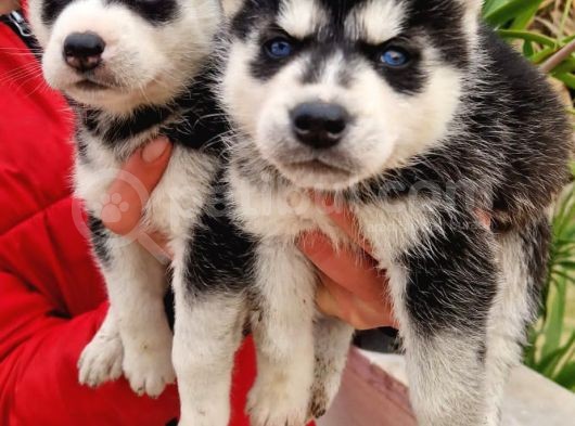 Husky Yavrular görsel