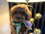 Gerçek Red Brown Toy Poodle Bebekler