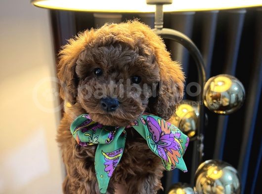 Gerçek Red Brown Toy Poodle Bebekler görsel