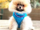ORANGE POMERANİAN BOO ERKEK