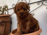 Redbrown Bebekleerr