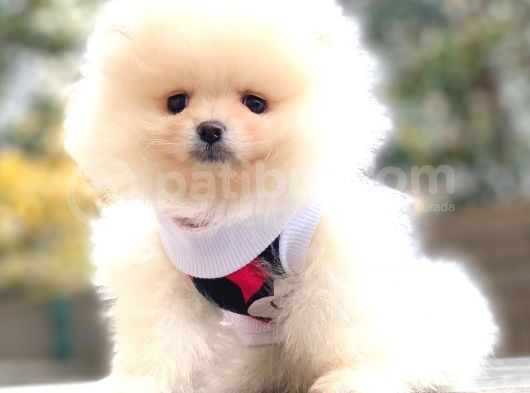 Teddy Bear Pomerani̇an görsel