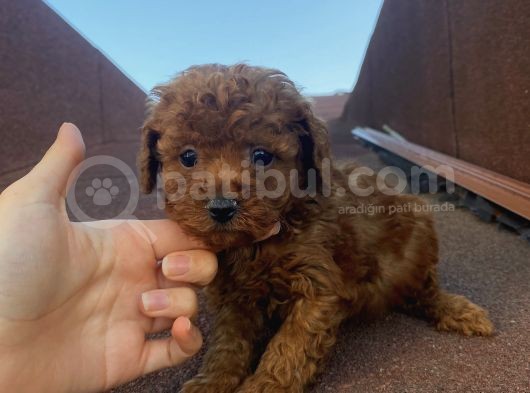İnstagram Fenomeni Karamelin Bebekleriii görsel