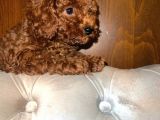 GERÇEK RED BROWN TOY POODLE BEBEKLER