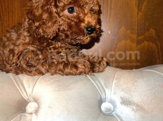 Gerçek Red Brown Toy Poodle Bebekler