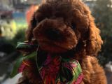 Gerçek Red Brown Toy Poodle Bebekler