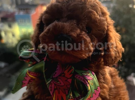 Gerçek Red Brown Toy Poodle Bebekler görsel