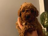 Sağlık Ve Irk Garantili Poodle Bebekler Evden