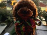 Gerçek Red Brown Toy Poodle Bebekler