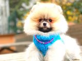 Orange Pomerani̇an Boo Erkek
