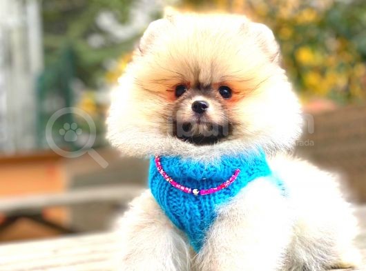 Orange Pomerani̇an Boo Erkek görsel