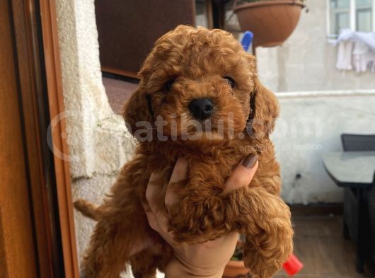 Sağlık Ve Irk Garantili Poodle Bebekler Evden görsel