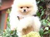 Kusursuz Karbeyaz Erkek Pomerani̇an Boo