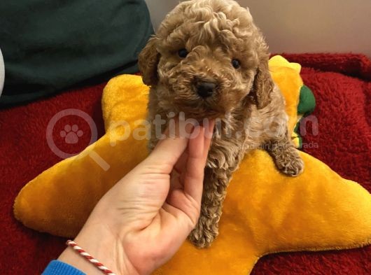 Ev Doğumlu Poodle Bebeklerimiz görsel