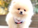 Teddy Bear Pomerani̇an