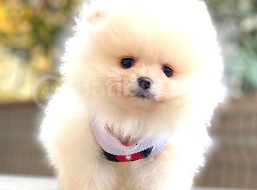 Teddy Bear Pomerani̇an görsel